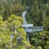 Westcoast Treetop Walk