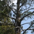 Westcoast Treetop Walk