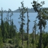 Westcoast Treetop Walk