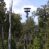 Westcoast Treetop Walk