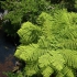 Westcoast Treetop Walk