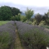 Lavendyl Lavender Farm