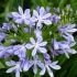 Lavendyl Lavender Farm