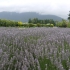 Lavendyl Lavender Farm