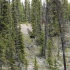 Maligne Valley - unser erster Schwarzbär