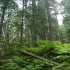 Giant Cedars Nature Trail