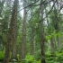 Giant Cedars Nature Trail