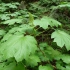 Giant Cedars Nature Trail