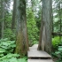 Giant Cedars Nature Trail