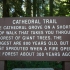 Cathedral Grove