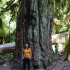 Cathedral Grove