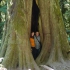 Cathedral Grove