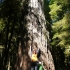 Cathedral Grove