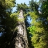 Cathedral Grove