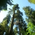 Cathedral Grove