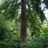 Butchart Gardens