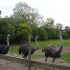 Muhu Ostrich Farm