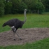 Muhu Ostrich Farm