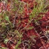 Soomaa Nationalpark - Riisa-Moor