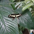 Tallinn - T1 Mall - Butterfly Garden