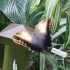 Tallinn - T1 Mall - Butterfly Garden