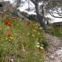 Spinalonga