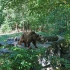 Wildpark Bad Mergentheim