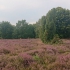 Lüneburger Heide - Heidschnucken-Eintrieb