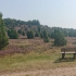 Lüneburger Heide - Kutschfahrt - Steingrund