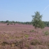 Lüneburger Heide - Kutschfahrt