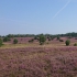 Lüneburger Heide - Kutschfahrt