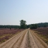 Lüneburger Heide - Kutschfahrt