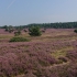 Lüneburger Heide - Kutschfahrt