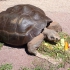 Klagenfurt - Reptilienzoo Happ