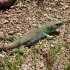 Klagenfurt - Reptilienzoo Happ