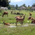 Tierpark Rosegg