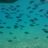 Subaquatic