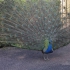 Jardins de Marqueyssac