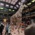 Paris - Muséum National d'Histoire Naturelle