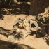 Zoo de Lagos