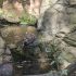 Zoo de Lagos