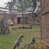 Zoo de Lagos