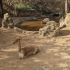 Zoo de Lagos