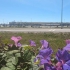 Faro