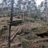 Wehlener Grund