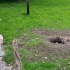Schwerin - Zoo - Präriehunde