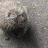 Schwerin - Zoo - Baumstachler