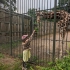 Schwerin - Zoo - Giraffen füttern