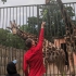 Schwerin - Zoo - Giraffen füttern