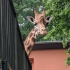 Schwerin - Zoo - Giraffe